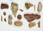 Unidentified Dinosaur, Reptile & Fish Fossils - Kem Kem Beds #81607-1